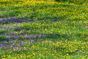 Patches of common blue violet lies with a forest floor of yellow buttercup flowers which basket in warm light