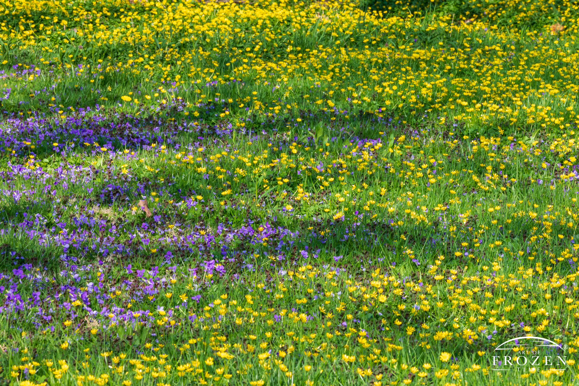 Patches of common blue violet lies with a forest floor of yellow buttercup flowers which basket in warm light