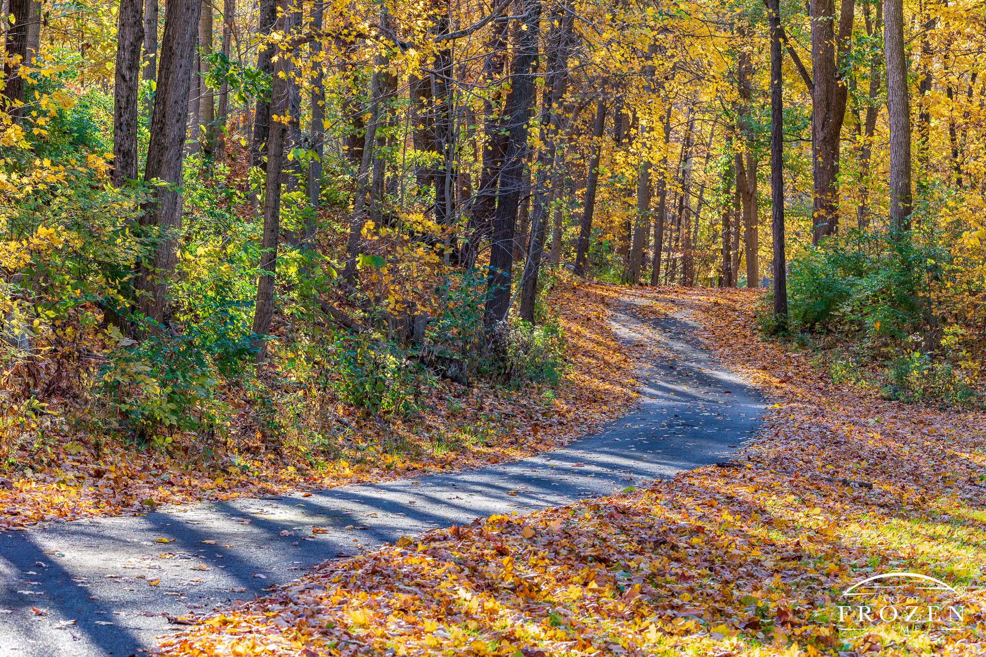 A winding path in Tawawa Park, Sidney Ohio, leads visitors through peak autumn colors magnified by the setting sun which backlights with fall leaves in warm light.
