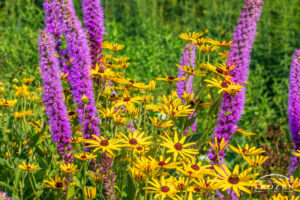 A color flowerbed of Black-eyed Susans and Blazing Star flower