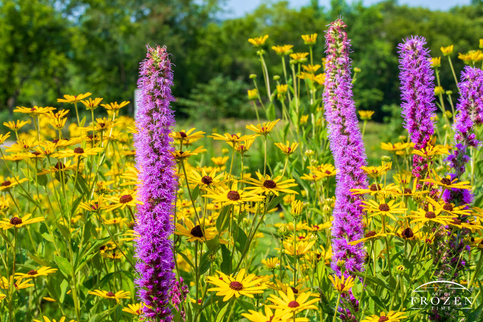 Time Flower Black-eyed Susans and Blazing Star Flowers, Timberman Ridge No. 8 | Art ...