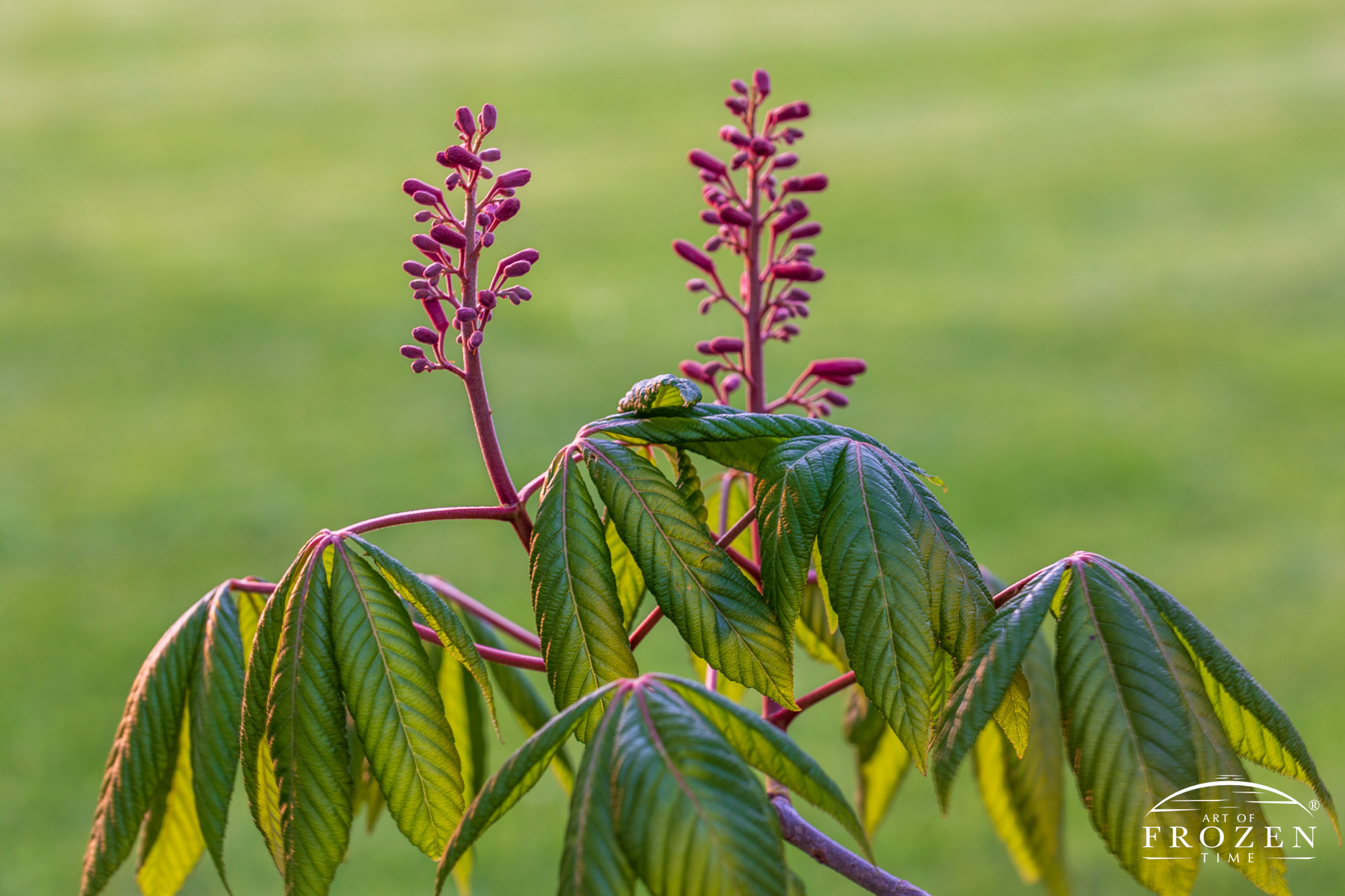 A Red Buckeye tree in early spring where its leaves have not fully formed as well as its flower buds.