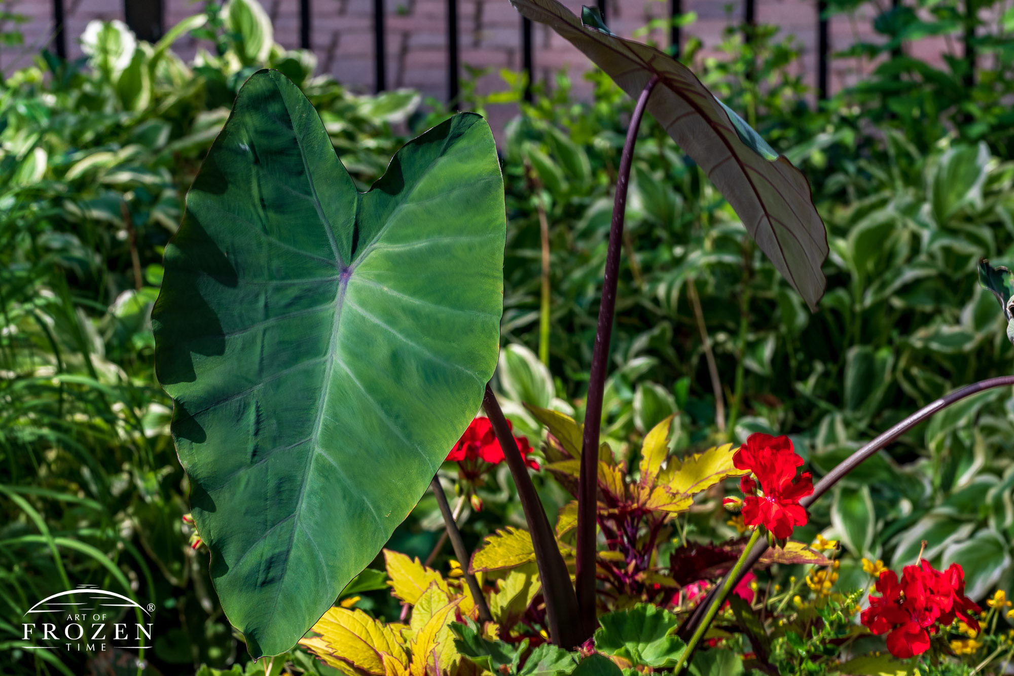 A large leaf plant called Elephant Ears where its burgundy-colored stem support the large green leaves