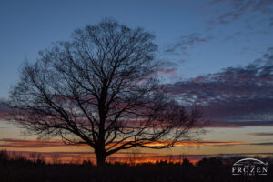 A of a tree with intricate branches silhouetted against a colorful twilight skies where refracted rays of light painted the clouds in orange and purple colors.