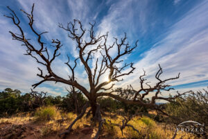 A silhouette of a dead tree in Canyonlands National Park stands in stark contrast to rising sun over Buck Canyon