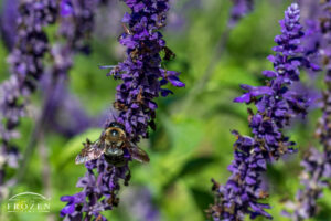 A close up image of a Carpenter Bee pollinating a Blue Salvia in bright sunlight