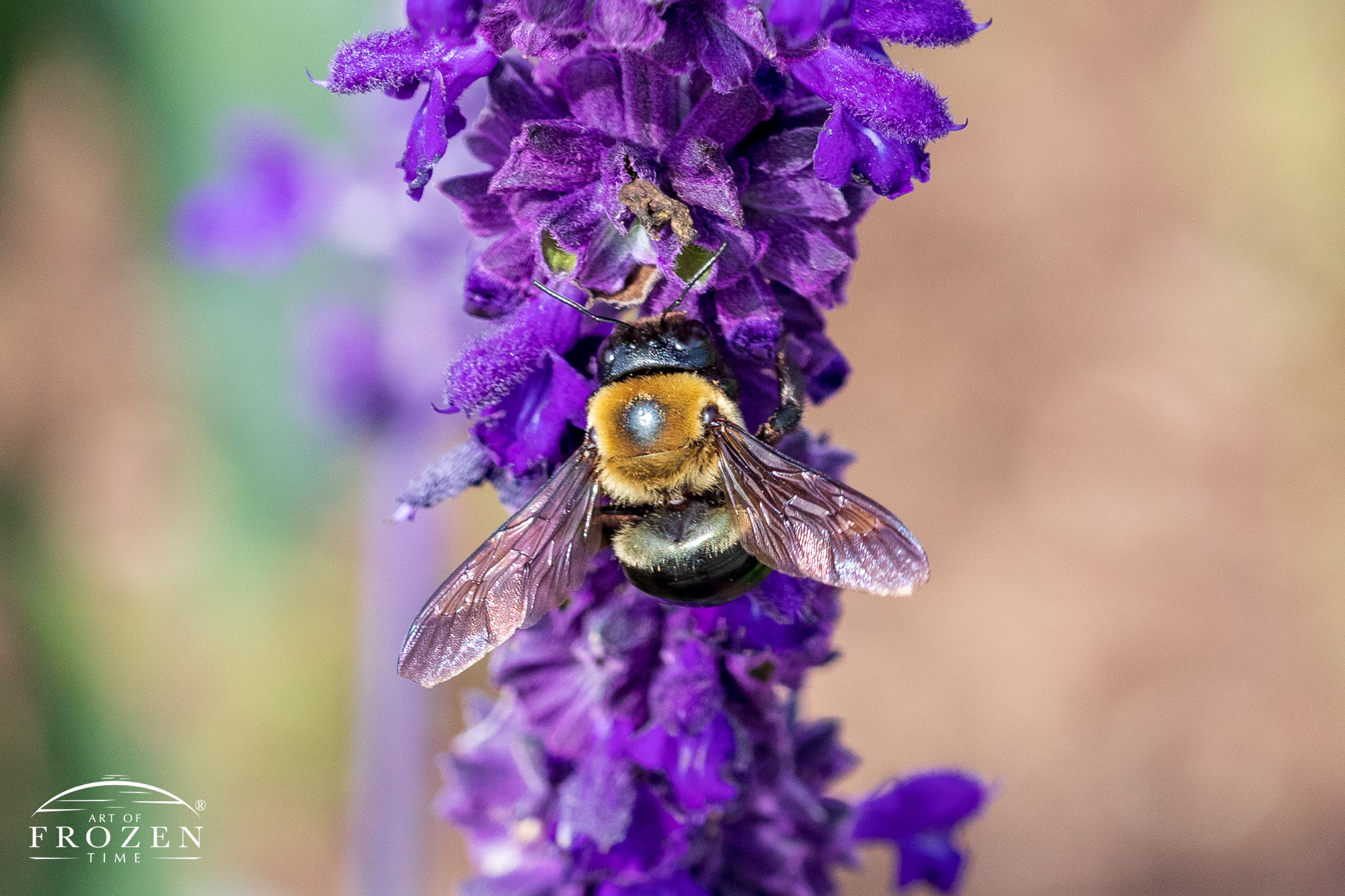 A close up image of a Carpenter Bee pollinating a Blue Salvia in bright sunlight