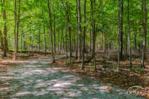 A wide trail under a canopy of trees beginning their autumn transition as crunchy leaves begin to fill the forest floor.