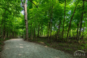 A wide footpath through the shady forest of Charleston Falls Preserve