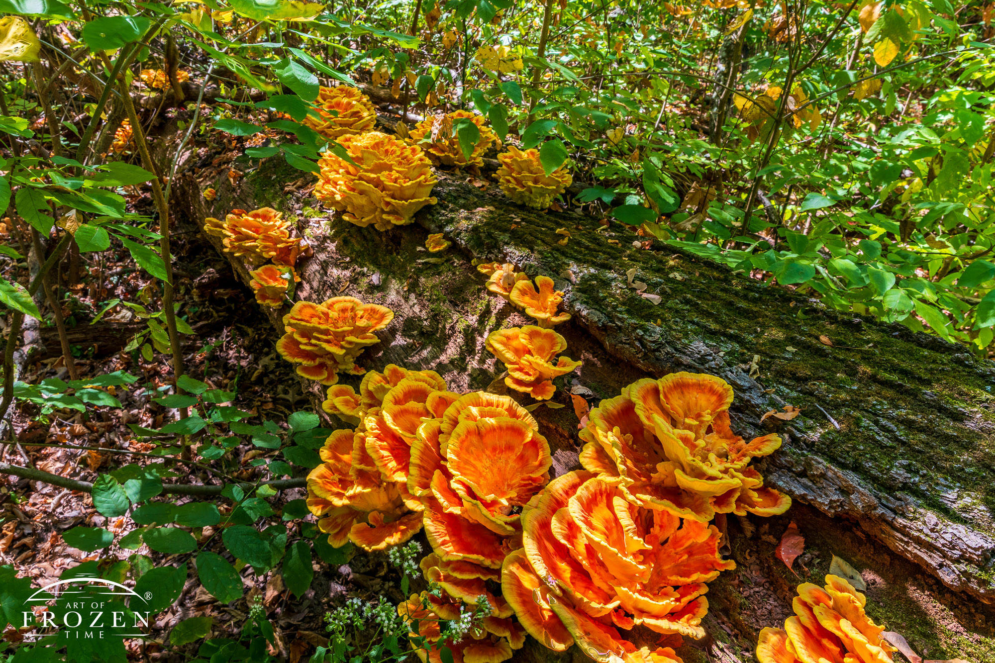A surprisingly colorful fungus growing on a fallen tree which displays large bright orange and yellow shelves