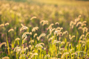 A field of wild grass (Giant Foxtails) backlit by the evening sun where the warm light produced a rim light effect on the grasses