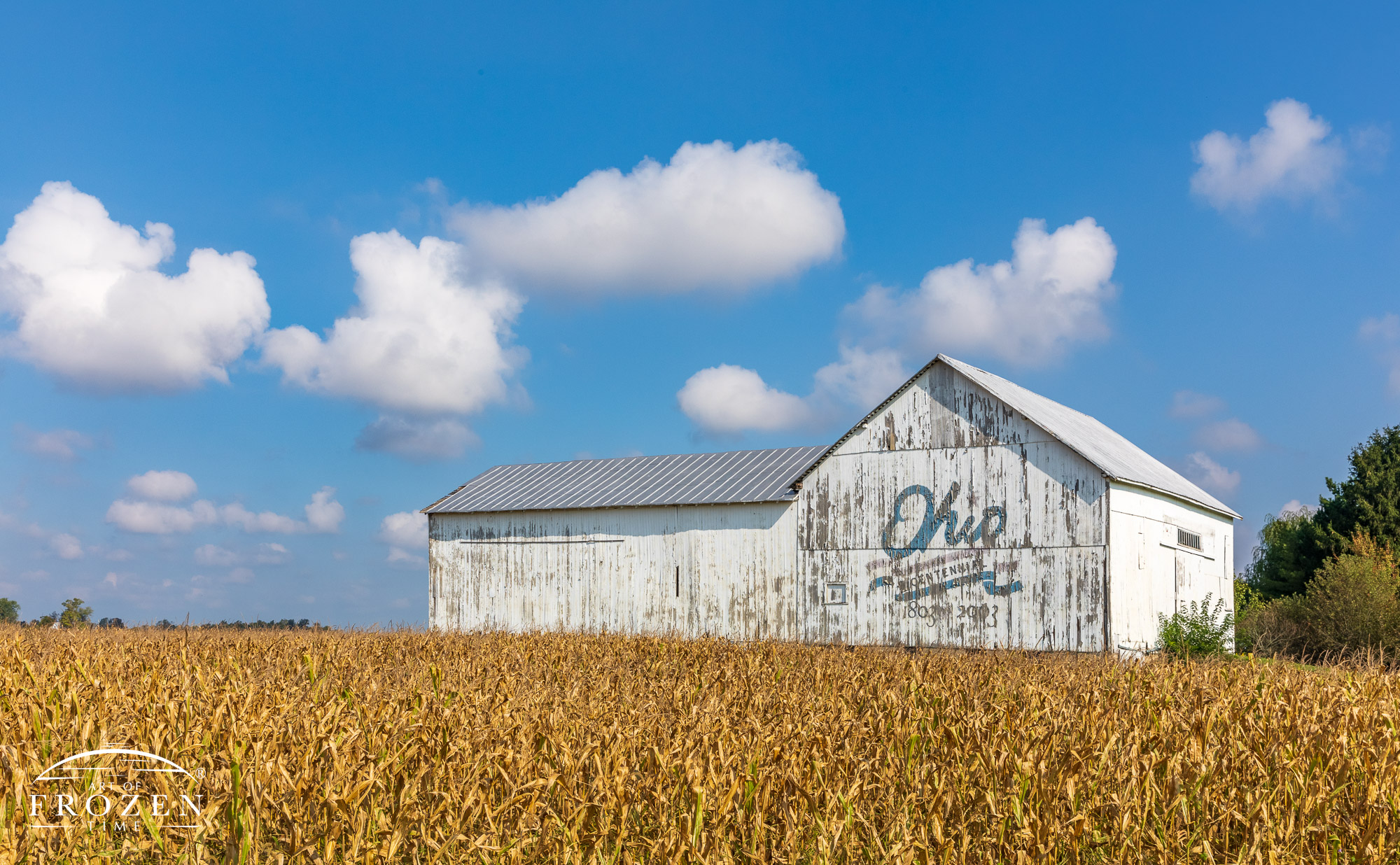 One of Ohio Bicentennial Barns on a clear October day where a field of corn dries out as cumulus clouds float through the sky