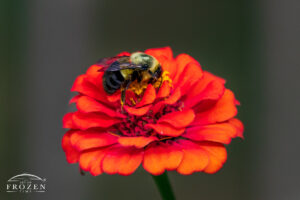 A close up image of a common eastern bumble bee pollinating an orange-colored zinnia in an Ohio garden