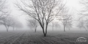 This linear grove of trees mysteriously ends as the successive silhouettes ambiguously fade into the fog.