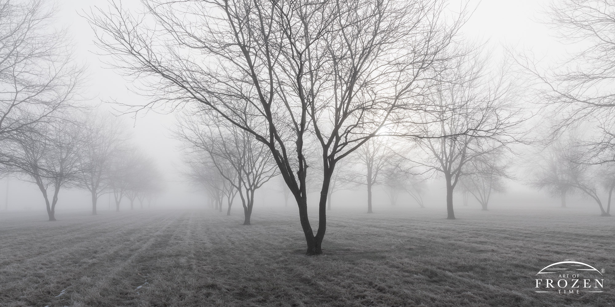 This linear grove of trees mysteriously ends as the successive silhouettes ambiguously fade into the fog.