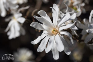 A view of the Star Magnolia, at Cox Arboretum MetroPark during a spring sunset under clear blue skies which its branch structure filters the evening light