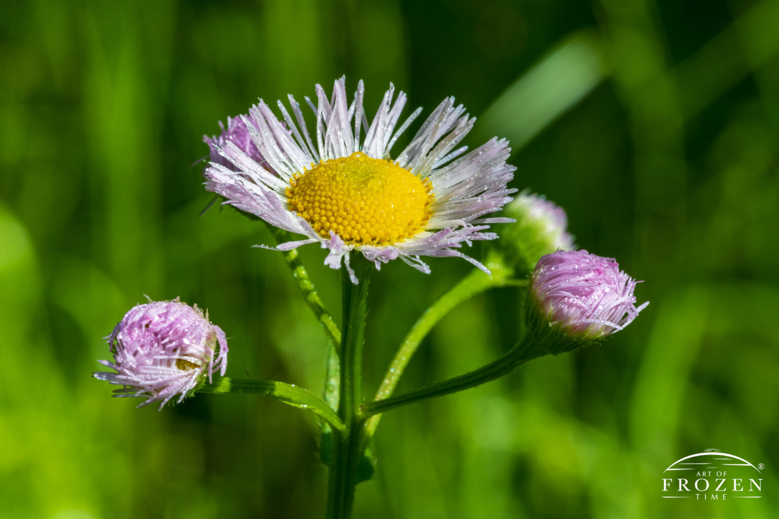 Daisy Fleabane, Garland Reserve, Fairborn Ohio | Art of Frozen Time