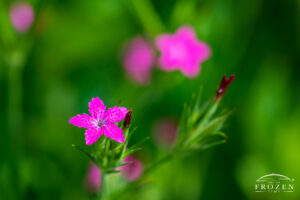 A small pink flower with five petals in sharp focus and the ground becomes a dark soft blur