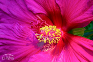 A close view of a Dinner Plate Hibiscus with its pink stigma which contrasts with the bright yellow stamen