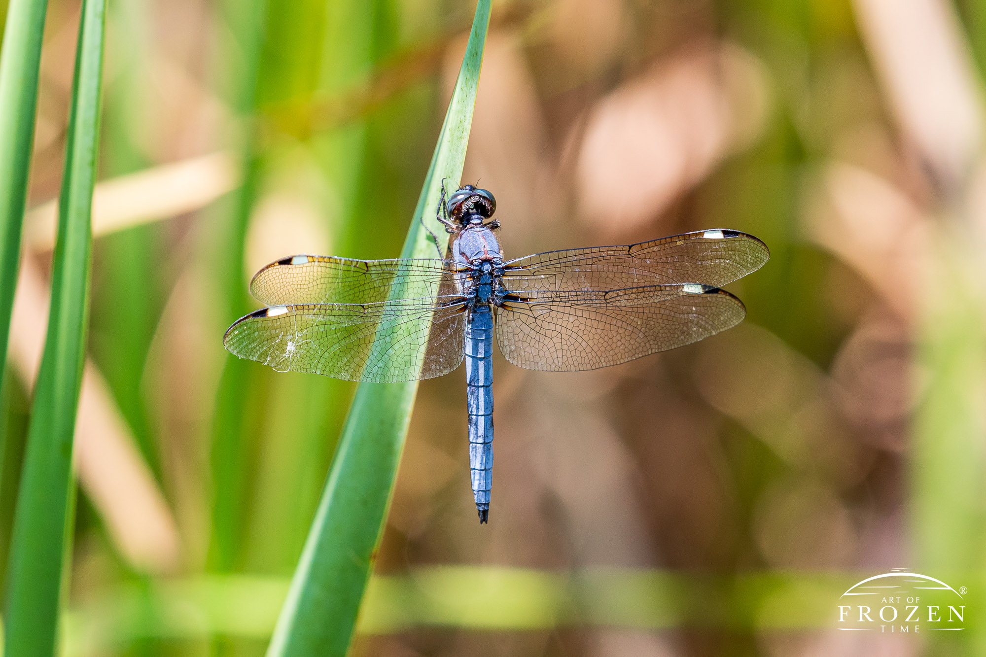 An eastern pondhawk dragonfly clinging to a plant where the blue abdomen colors indicates its a male dragonfly