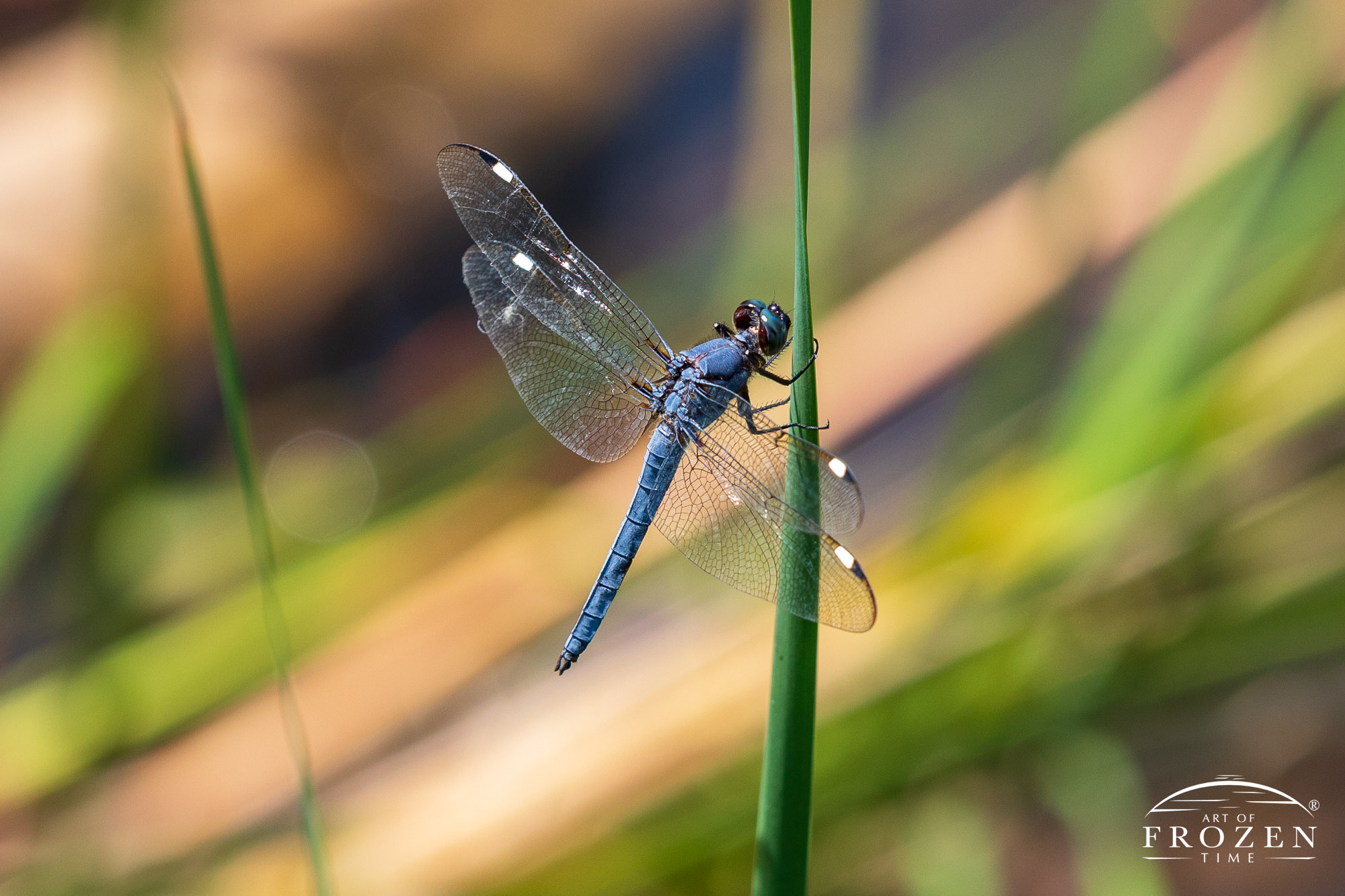 A side view of an Eastern Pondhawk Dragronfly with its blue abdomen