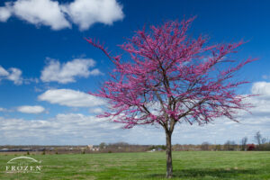 A singular tree image of an Eastern Redbud with its purple spring leaves which complement the green grass and unusually blue skies