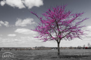 A selectively desaturated image on a pretty spring day where all colors but purple were removed drawing attention to the unique Redbud color