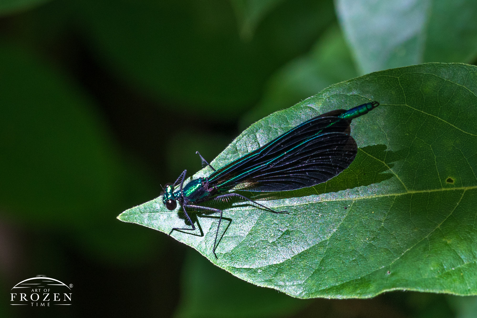 A closeup view of a damselfly basking in a patch of sunlight featuring green iridescent colors and spiny legs