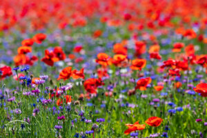 A telephoto view of a field of red poppies blooming under the summer sun.