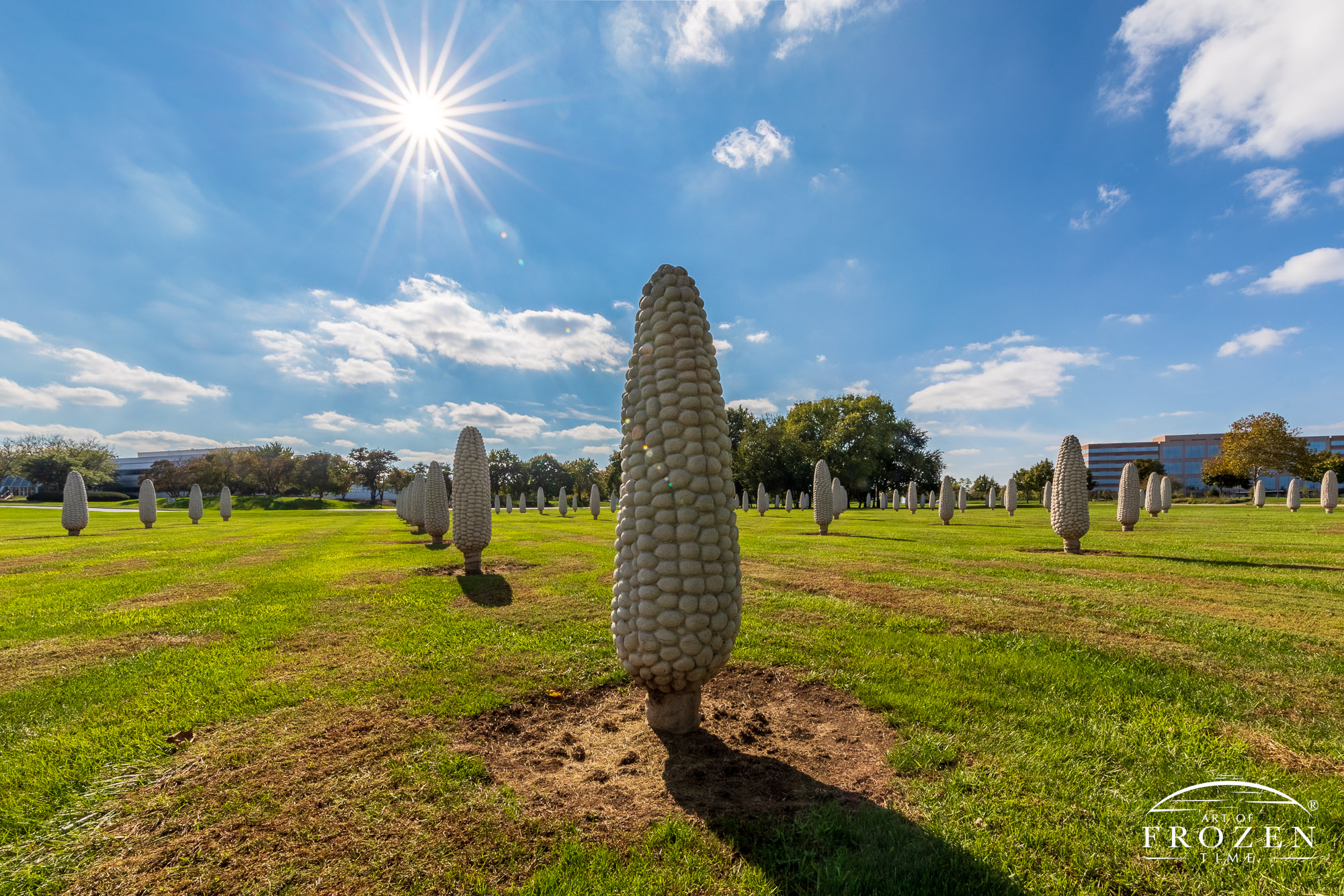 A field of six-foot tall concrete ears of corn which extends for many acres in Dublin Ohio