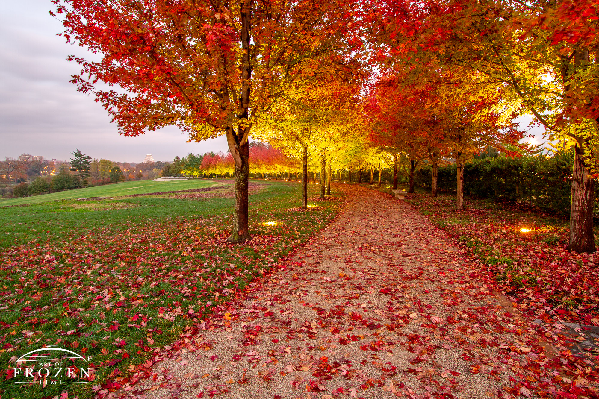 An autumn scene in Forest Park, St Louis, where the path curves under Maple trees showing bright red leave which are illuminated by up lights