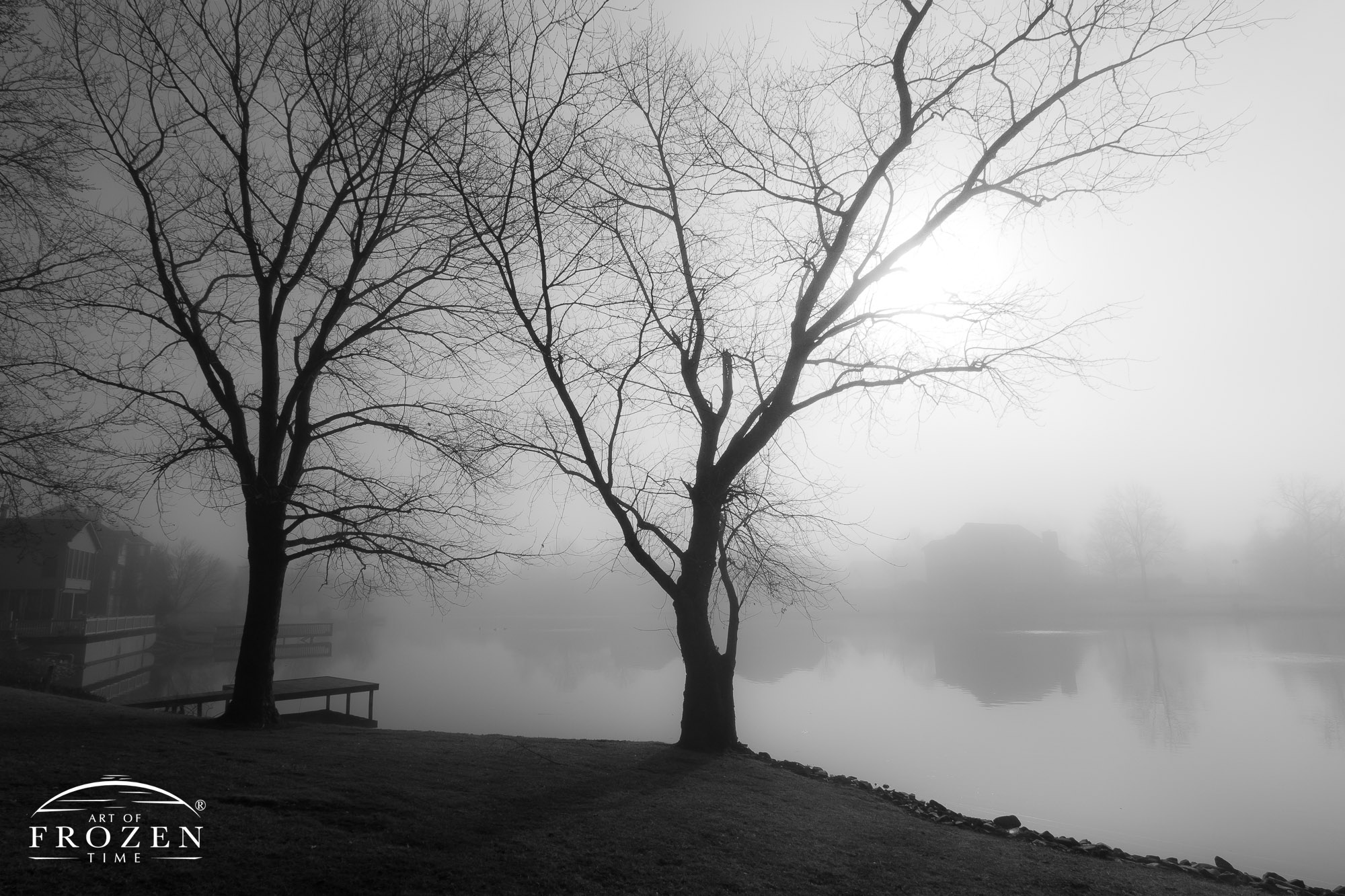 A pond scene where two bare silver maple trees form silhouettes against the foggy background