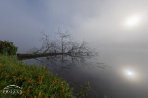 A fallen tree lies half submerged on its side during a foggy sunrise producing an interesting symmetrical composition