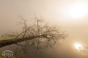 A fallen tree lies half submerged on its side during a foggy sunrise producing an interesting symmetrical composition