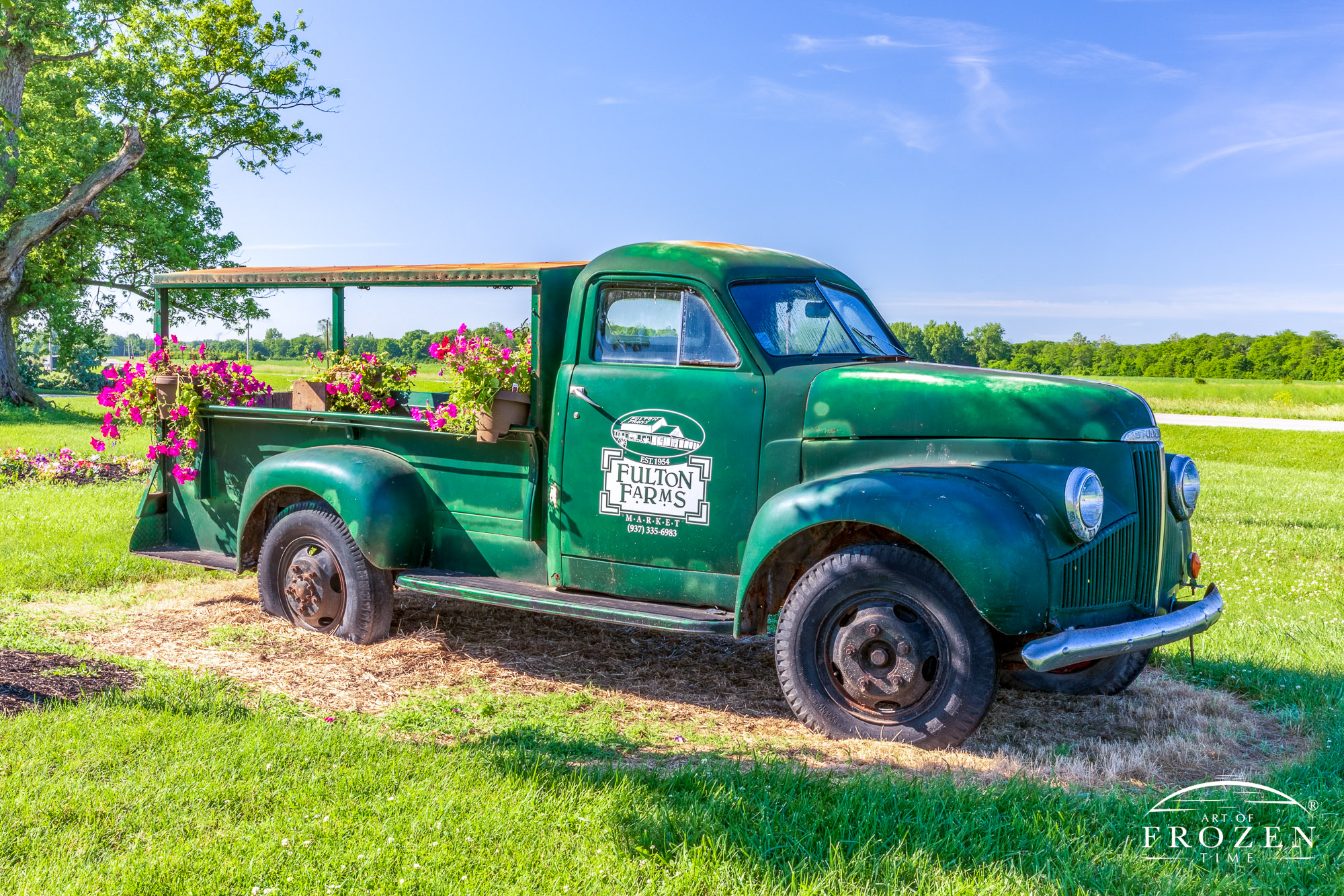 Sitting outside Fulton Farms lies an old green Studebaker pick up truck whose truck bed holds pots of pink flowers as the truck takes in the morning sun