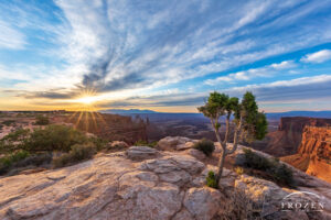 Sunrise over Canyonlands National Park where a Utah Juniper thrives on the rim of Buck Canyon