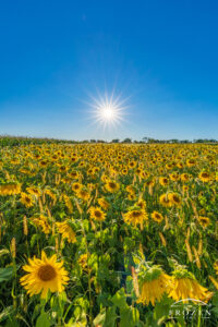 A field of mature sunflowers where the setting sun backlights the yellow flower under a perfectly clear blue sky