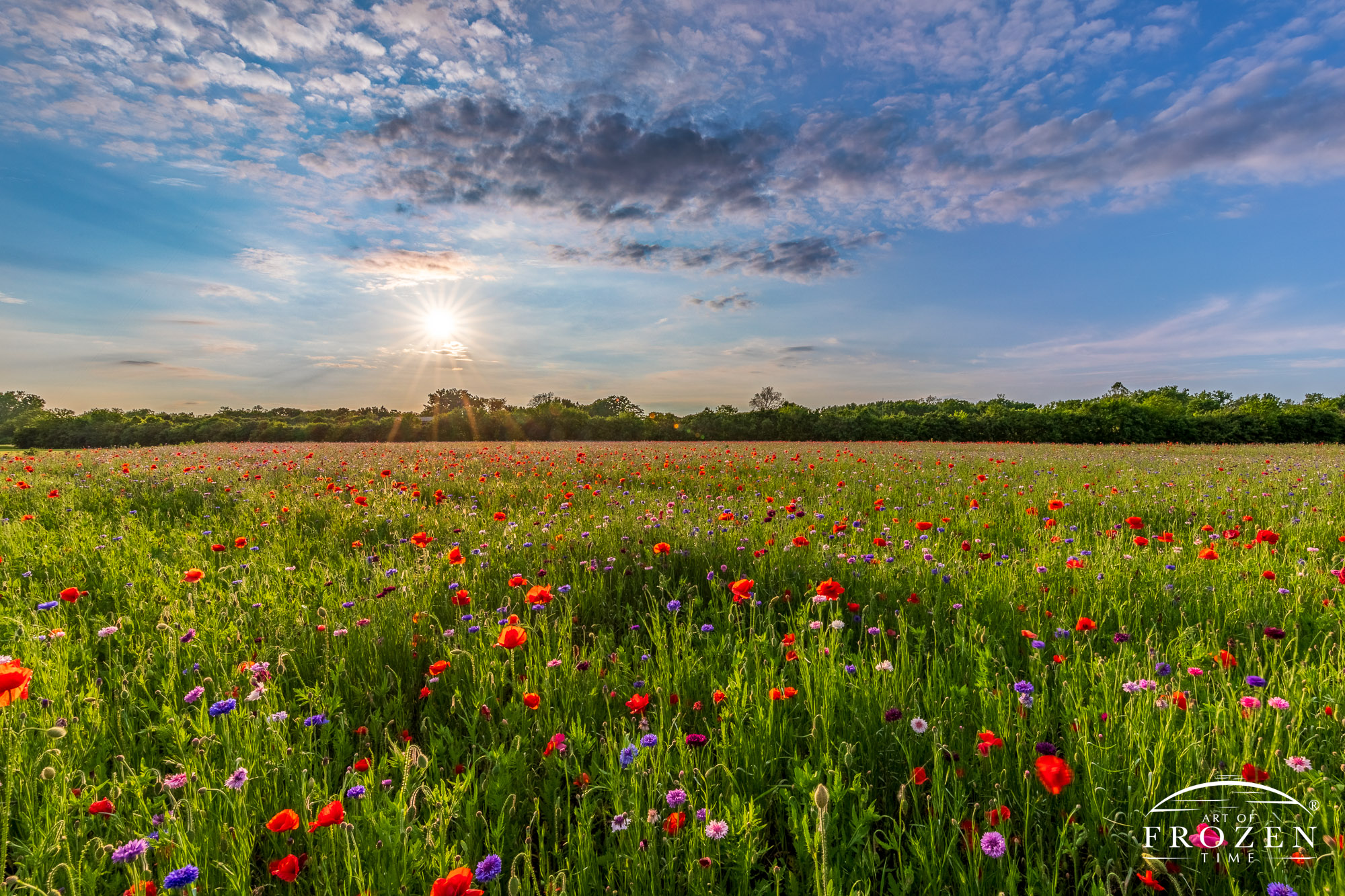 The setting sun hangs over this prairie scene where the photographer rendered the bright orb as a sunburst that warmly backlights the red poppies and host of purple and pink wildflowers which stretch on for a couple acres.