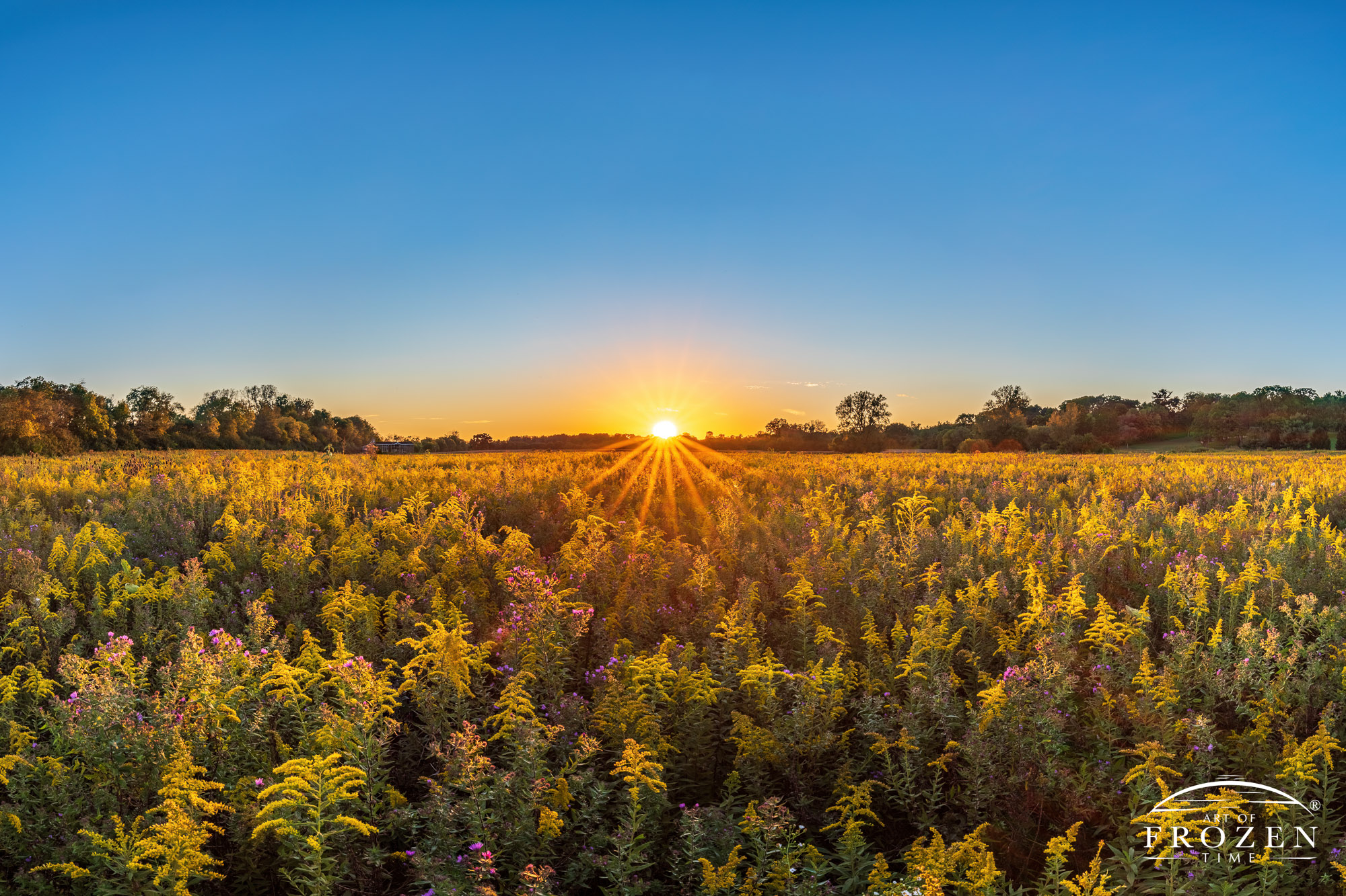 A former Revolutionary War battle site now serves as a tall-grass prairie where Ohio Goldenrods catch the last rays from the setting sun