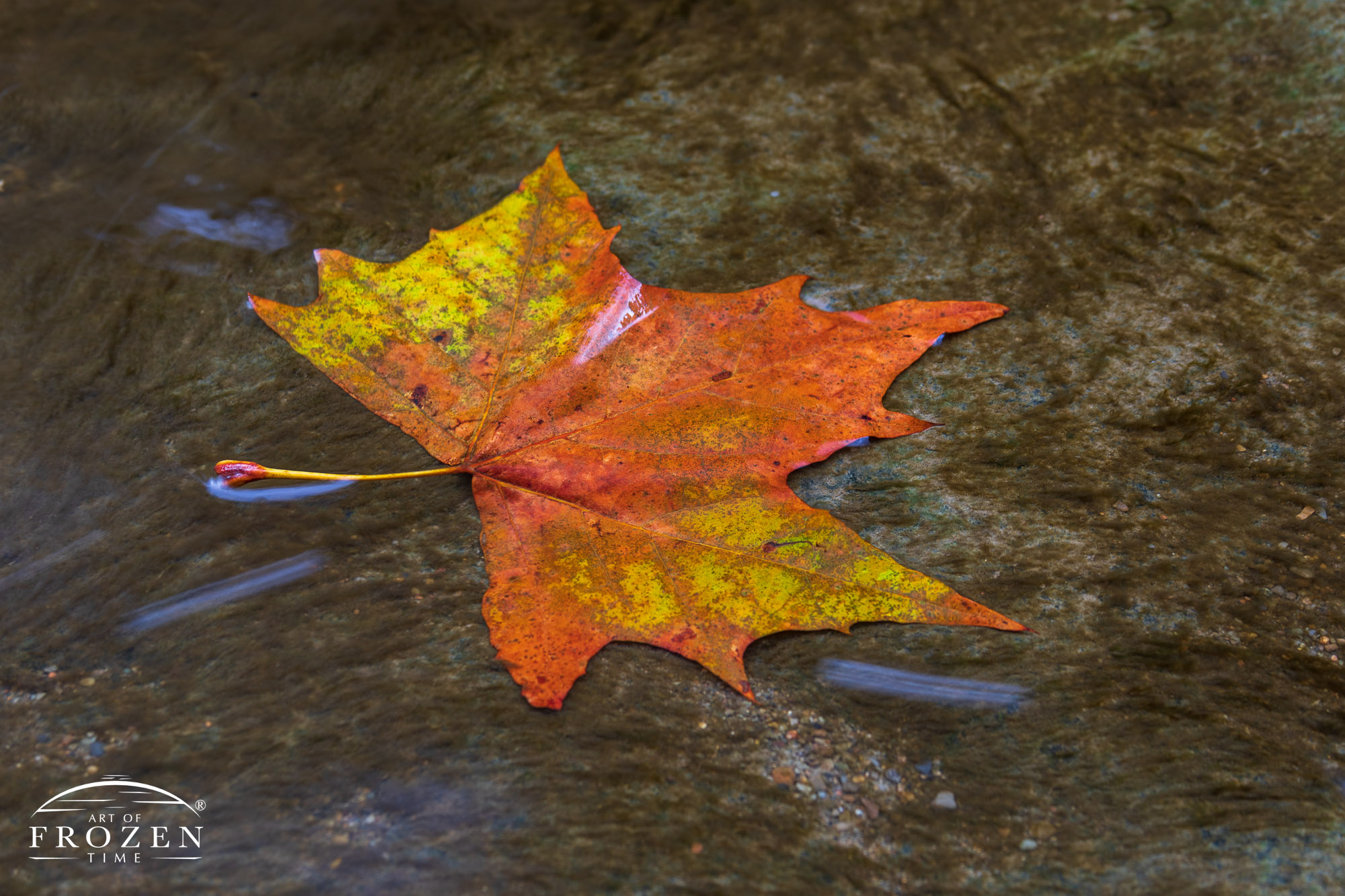 A single Sycamore leaf with the waters of Tinker's Creek in Bedford, Ohio washing over the leaf and its autumn colors.