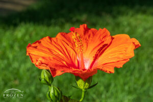 A side view of the Hawaiian Orange Lagas Hibiscus which displays large orange leaves with a hot pink center