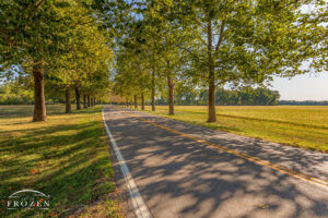 A tree-lined road outside Troy Ohio where two dozen trees form an avenue of trees leading up to the Historic Knoop Homestead