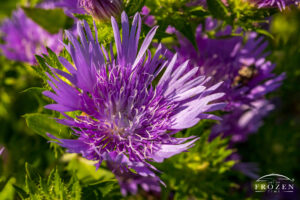 A close up of Honeysong Purple Stokes Aster