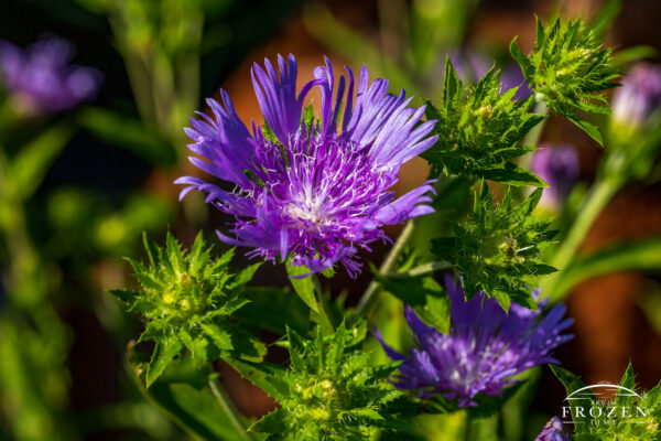 Honeysong Purple Stokes Aster, Huber Heights Garden No. 2 | Art of ...