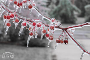 As an ice storm impacts the Miami Valley the bright red crab apples encased in ice hang heavily from frozen tree limbs.