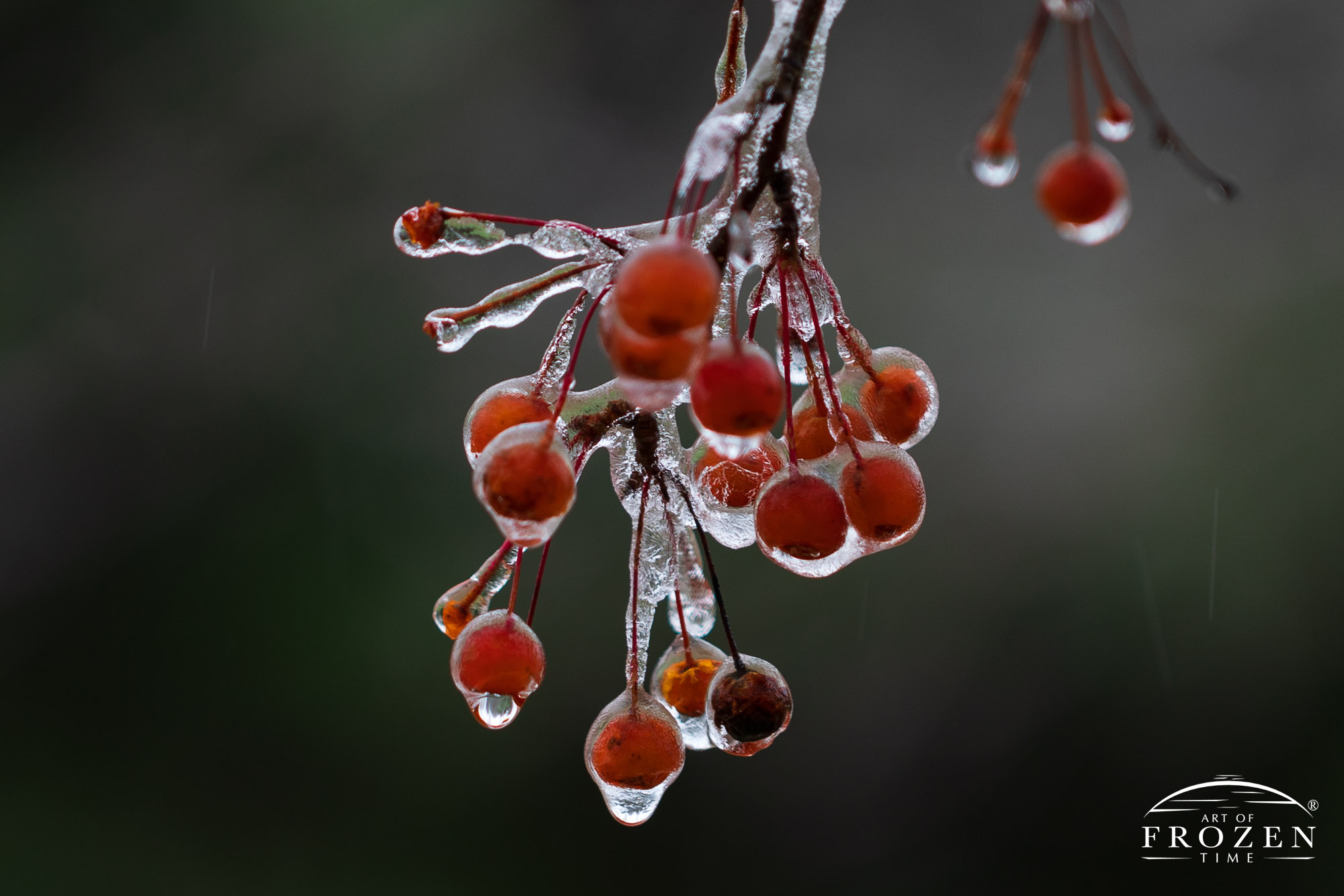 As an ice storm impacts the Miami Valley the bright red crab apples encased in ice hang heavily from frozen tree limbs.