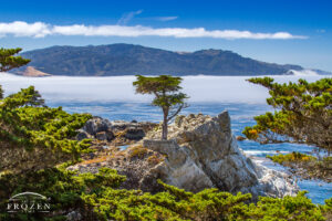 Monterey California lone cypress tree clinging to granite rock outcrop as a cold ocean upwelling drives in a distant fog bank.