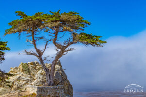 Monterey California lone cypress tree clinging to granite rock outcrop as a cold ocean upwelling drives in a distant fog bank.