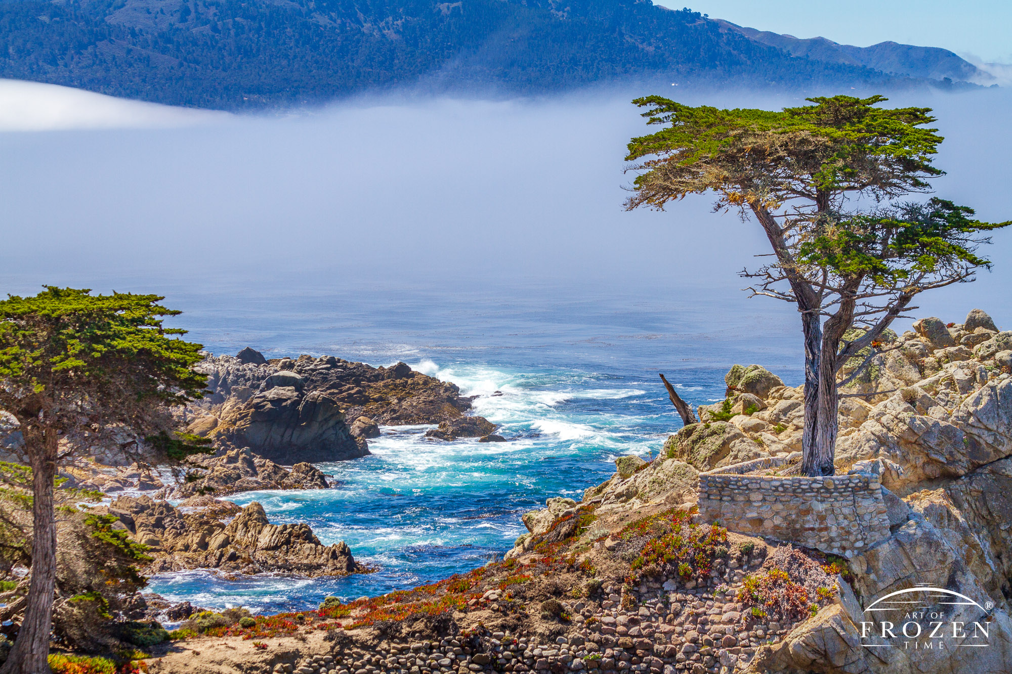 An intimate view of the Lone Cypress Tree along the California coast where the vivid blue waters churn under the sea fog making its way ashore.