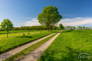 A country lane leads that the eye to the distant horizon while presenting the viewer with many peaceful shades of blue and green.